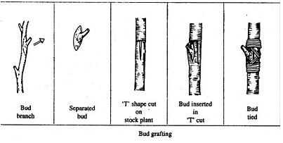 2256_Bud grafting.png